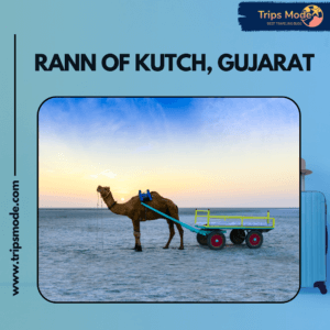 rann of kutch festival